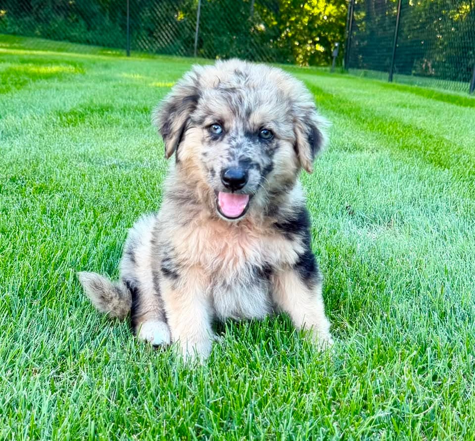Pringles - Australian Shepherd