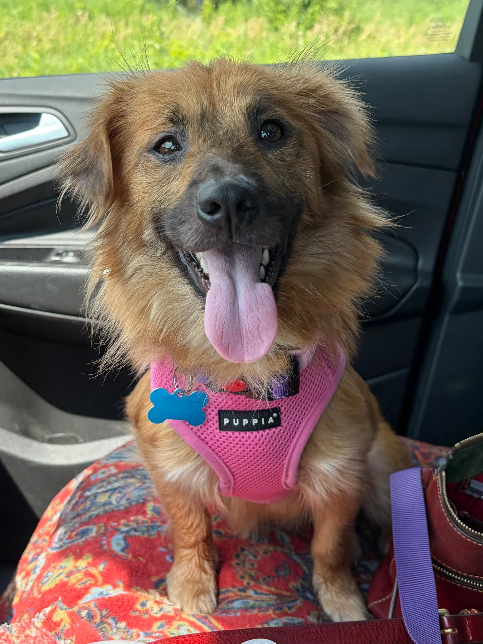 Sugar - Shetland Sheepdog Sheltie
