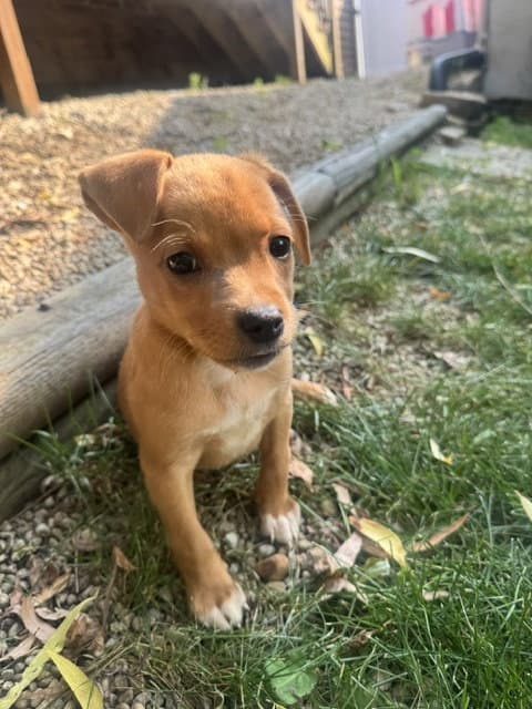 Rocky Bear - Chihuahua