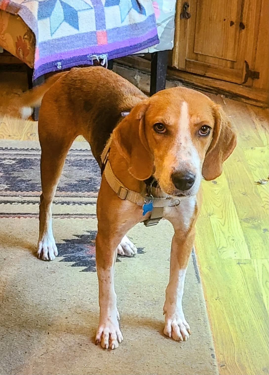 Clifford - Hound
