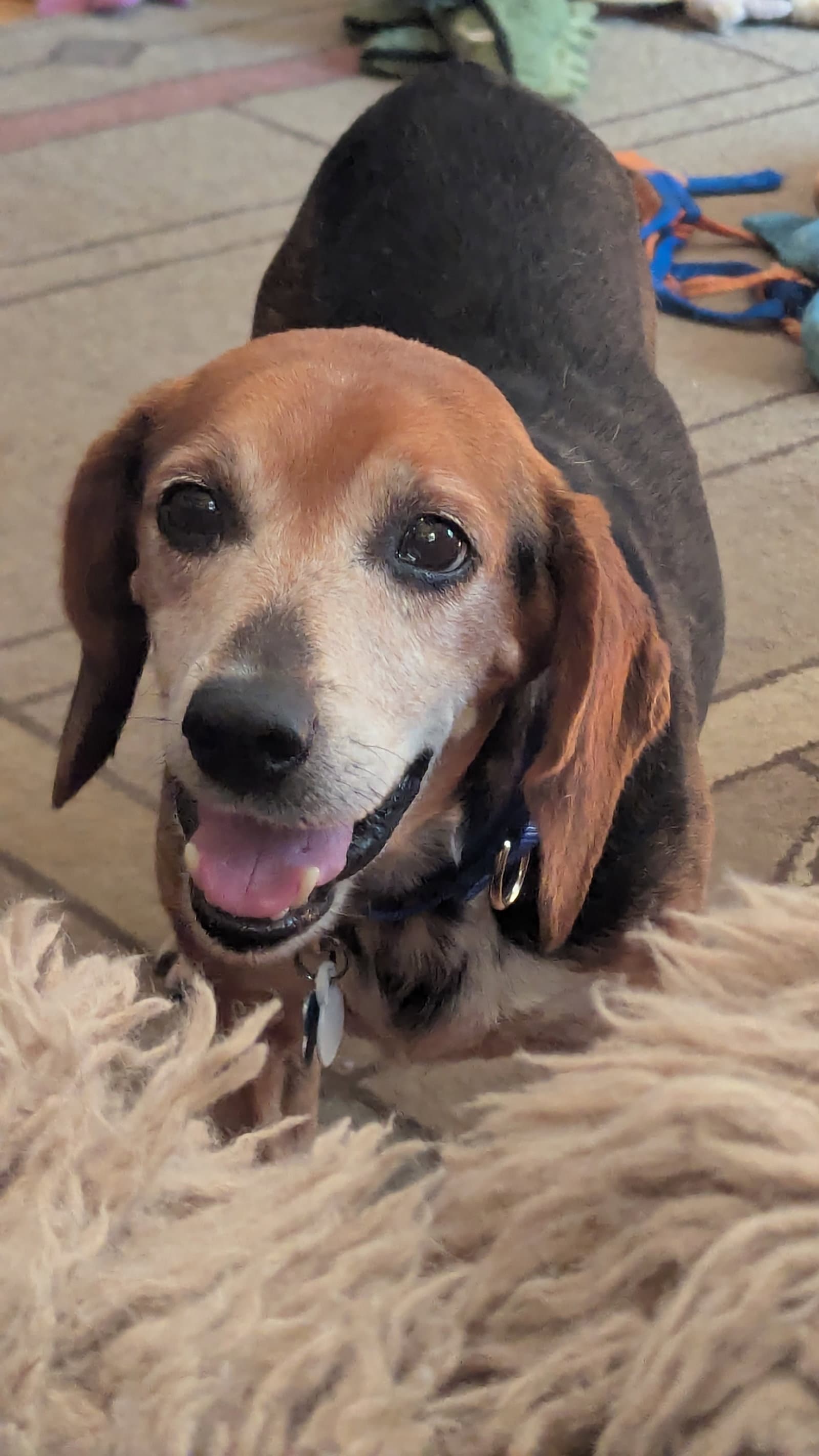 Gramps - Beagle