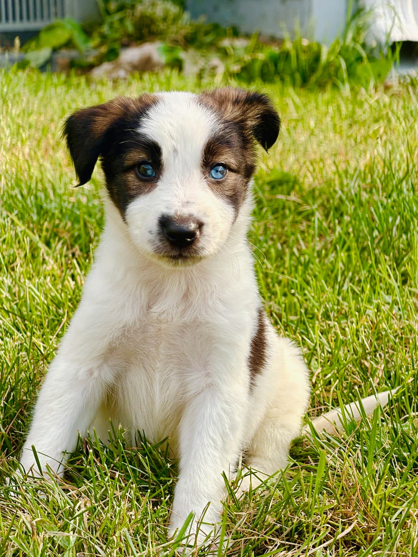Orzo - Australian Shepherd