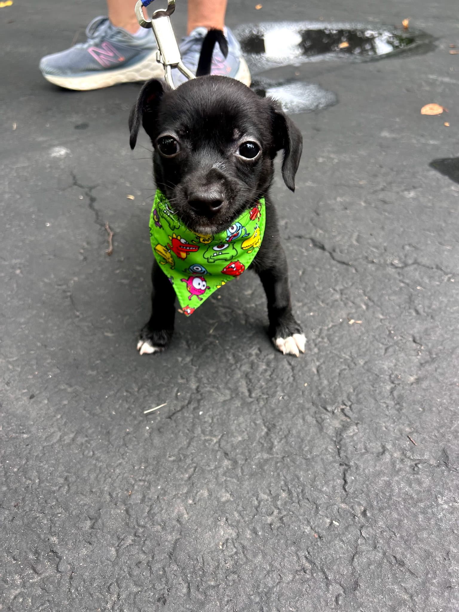 Winkie - Chihuahua
