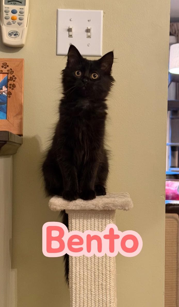 Bento - Domestic Long Hair