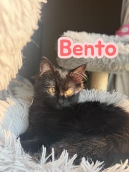 Bento image 2