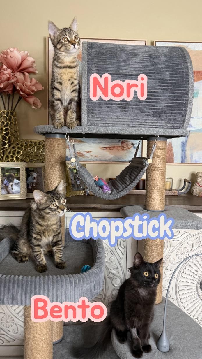 Chopstick - Domestic Long Hair