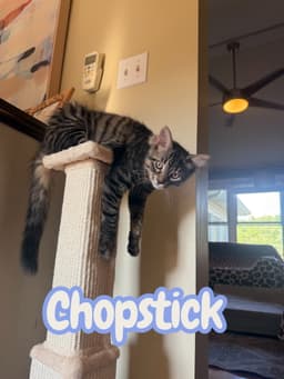 Chopstick image 3
