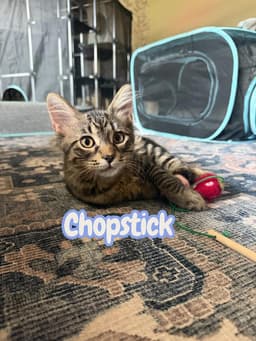 Chopstick image 4