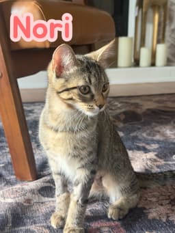 Nori image 3
