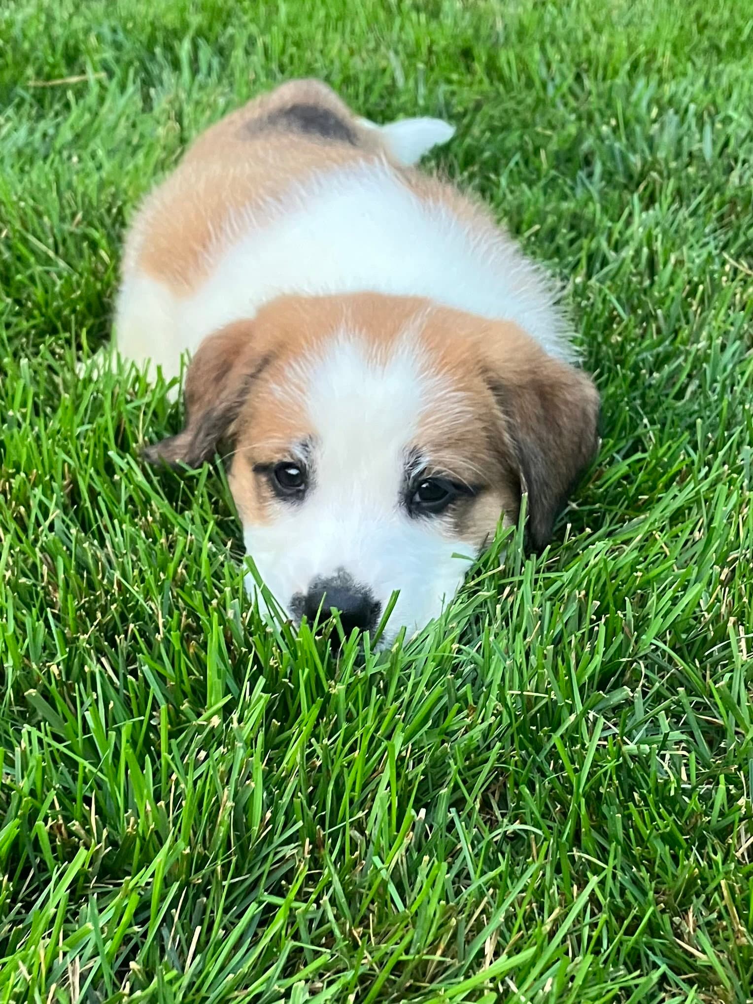 Clarebear - Great Pyrenees
