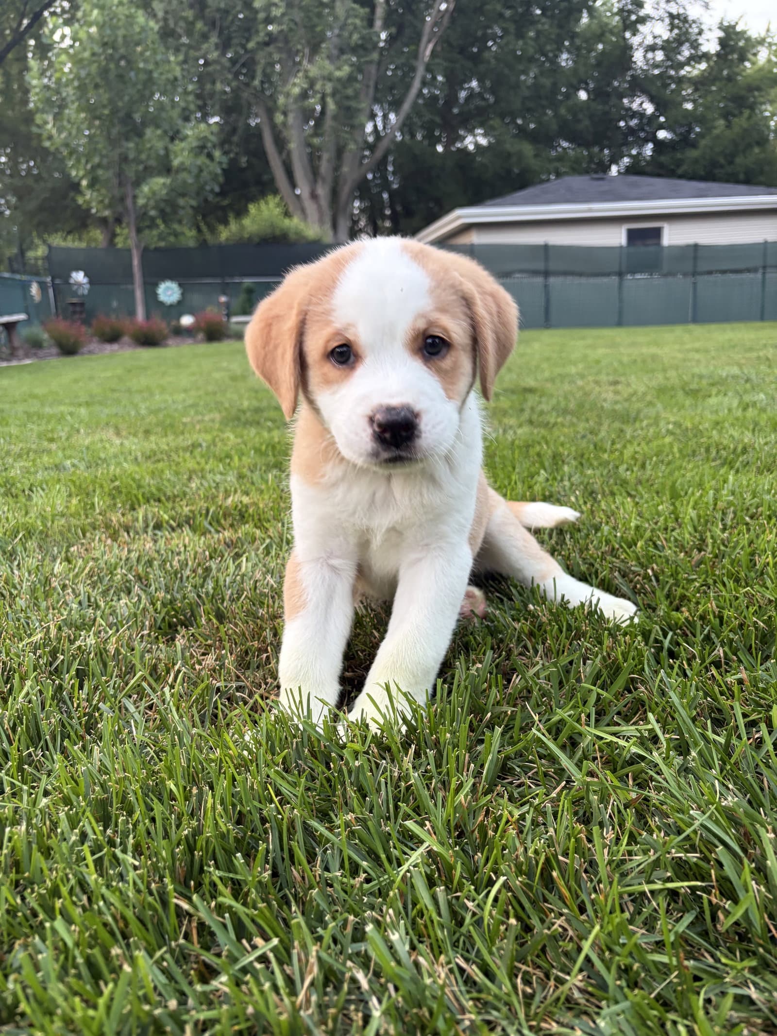 Cyrus - Great Pyrenees