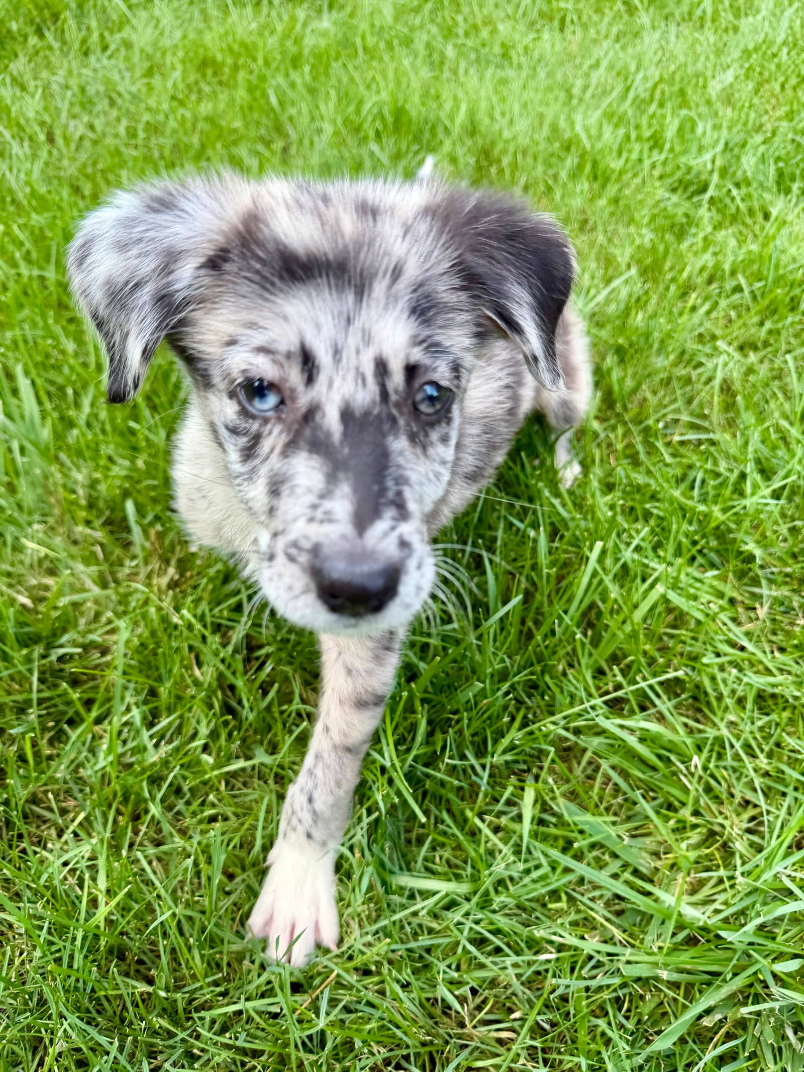 Starburst - Australian Shepherd
