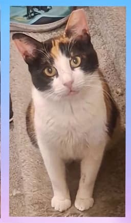 Pheobee image 1