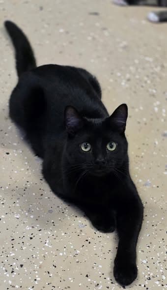 Ryan - Domestic Short Hair