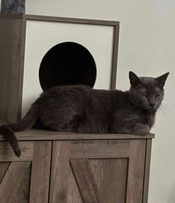 Happy Hazel image 1