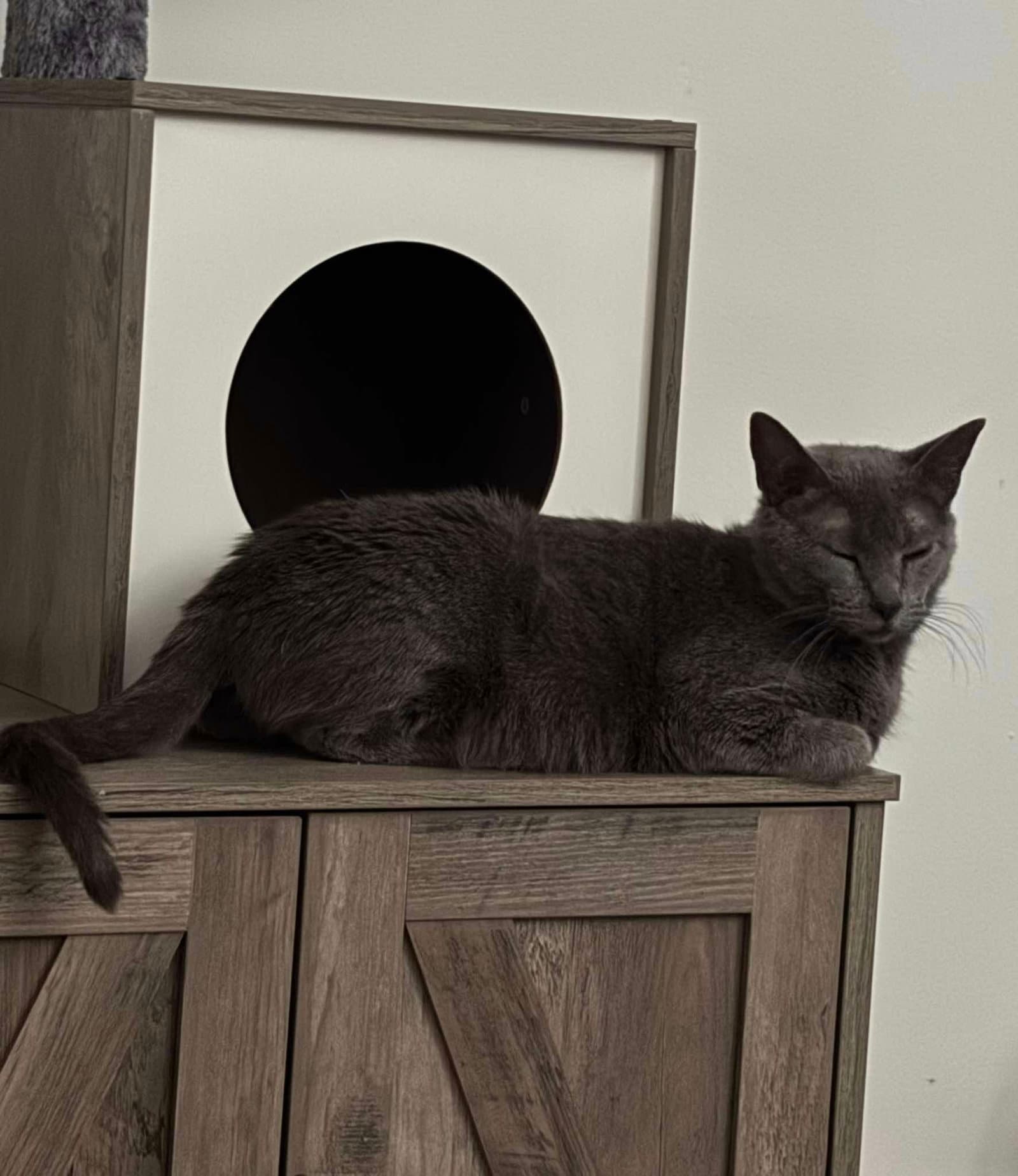 Happy Hazel - Domestic Short Hair