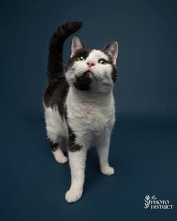 Lady Cleo image 1