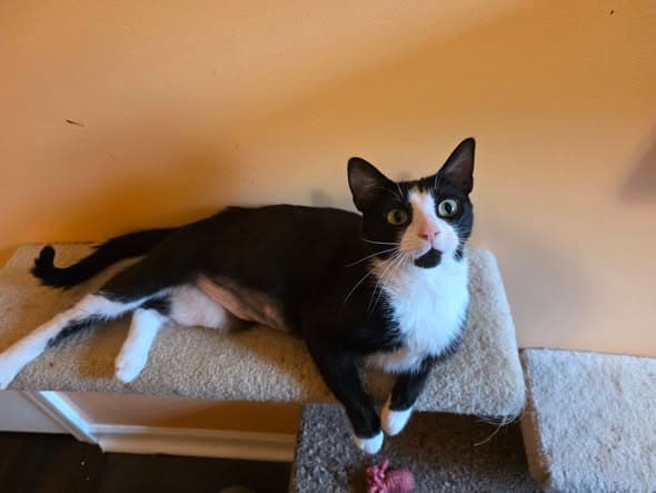 Darling Dottie - Domestic Short Hair