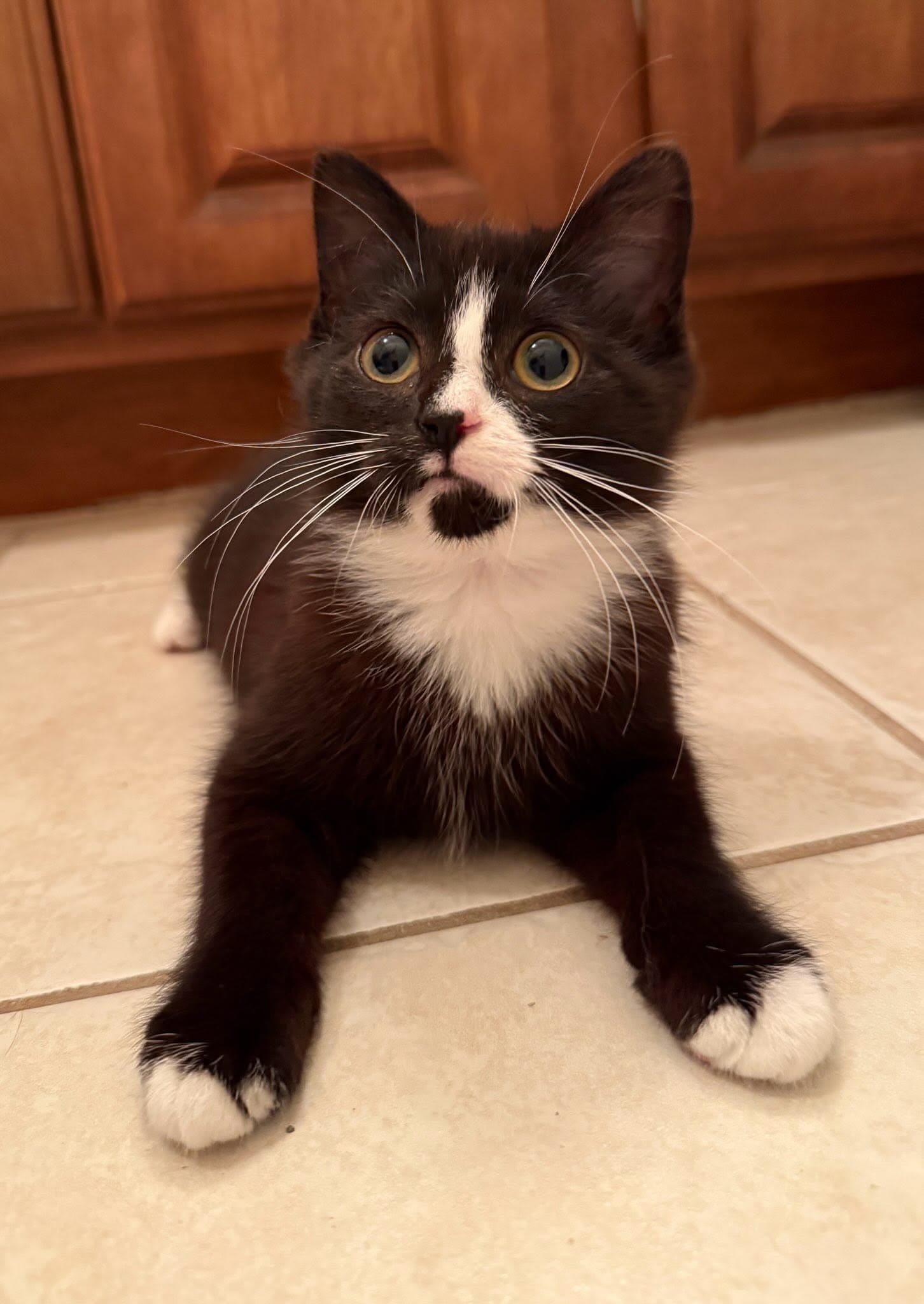 Princess Caroline - Domestic Short Hair