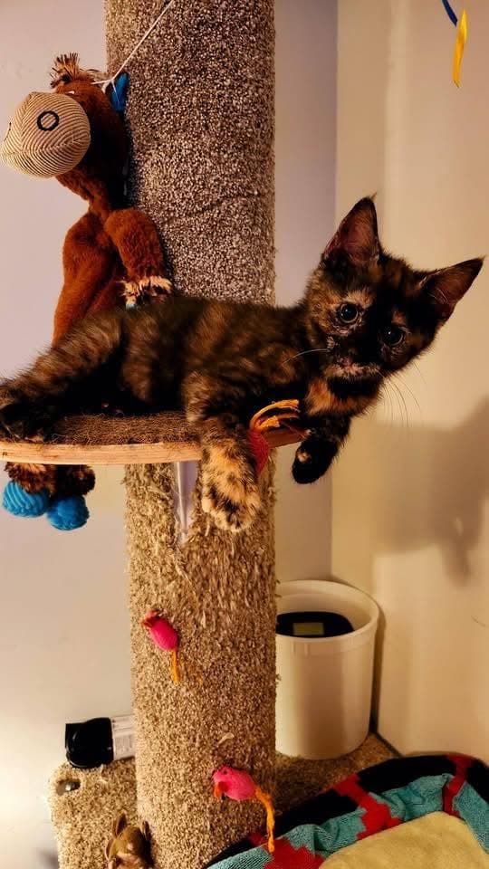 Cosmopolitan - Domestic Short Hair