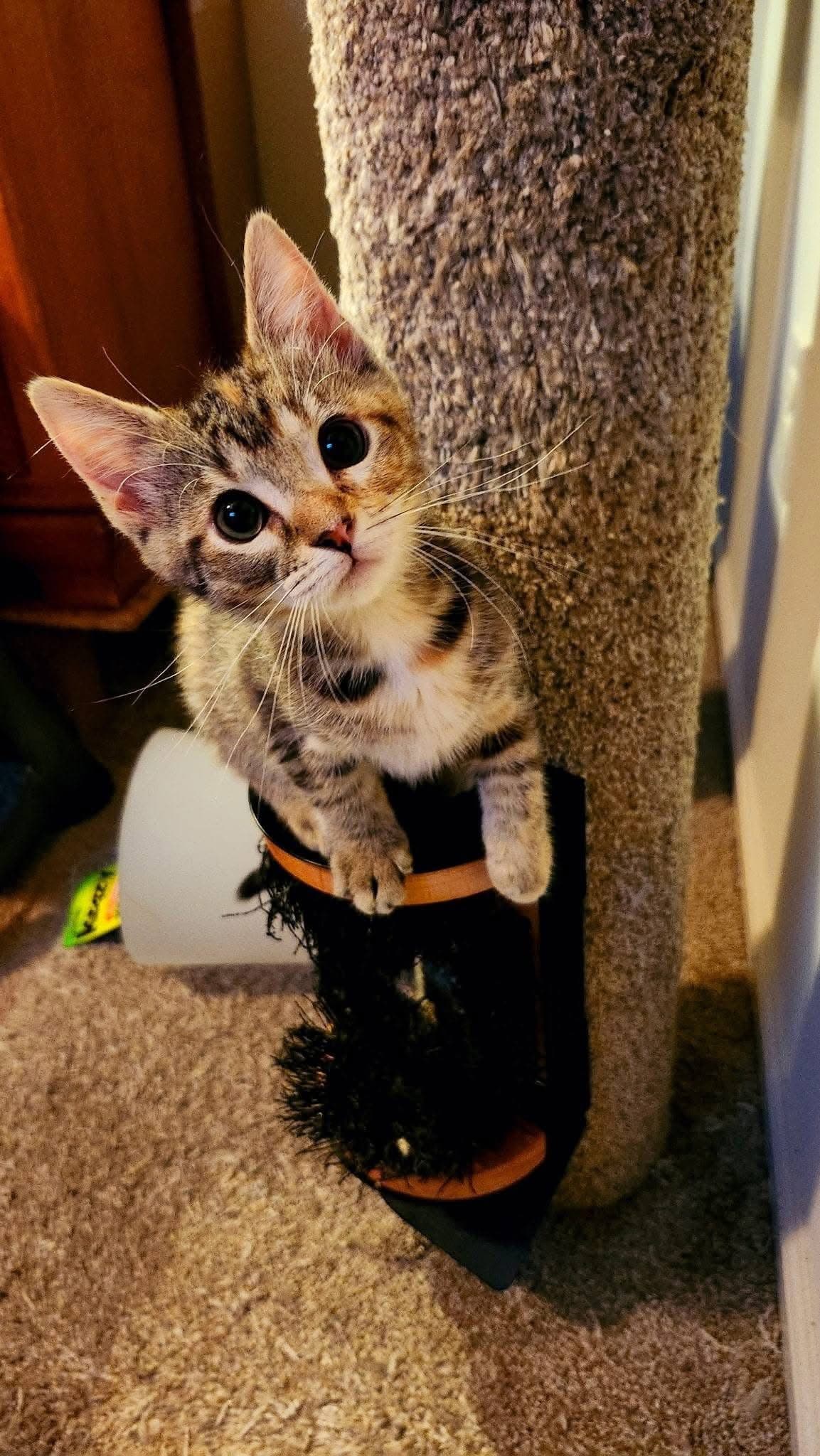 Margarita - Domestic Short Hair