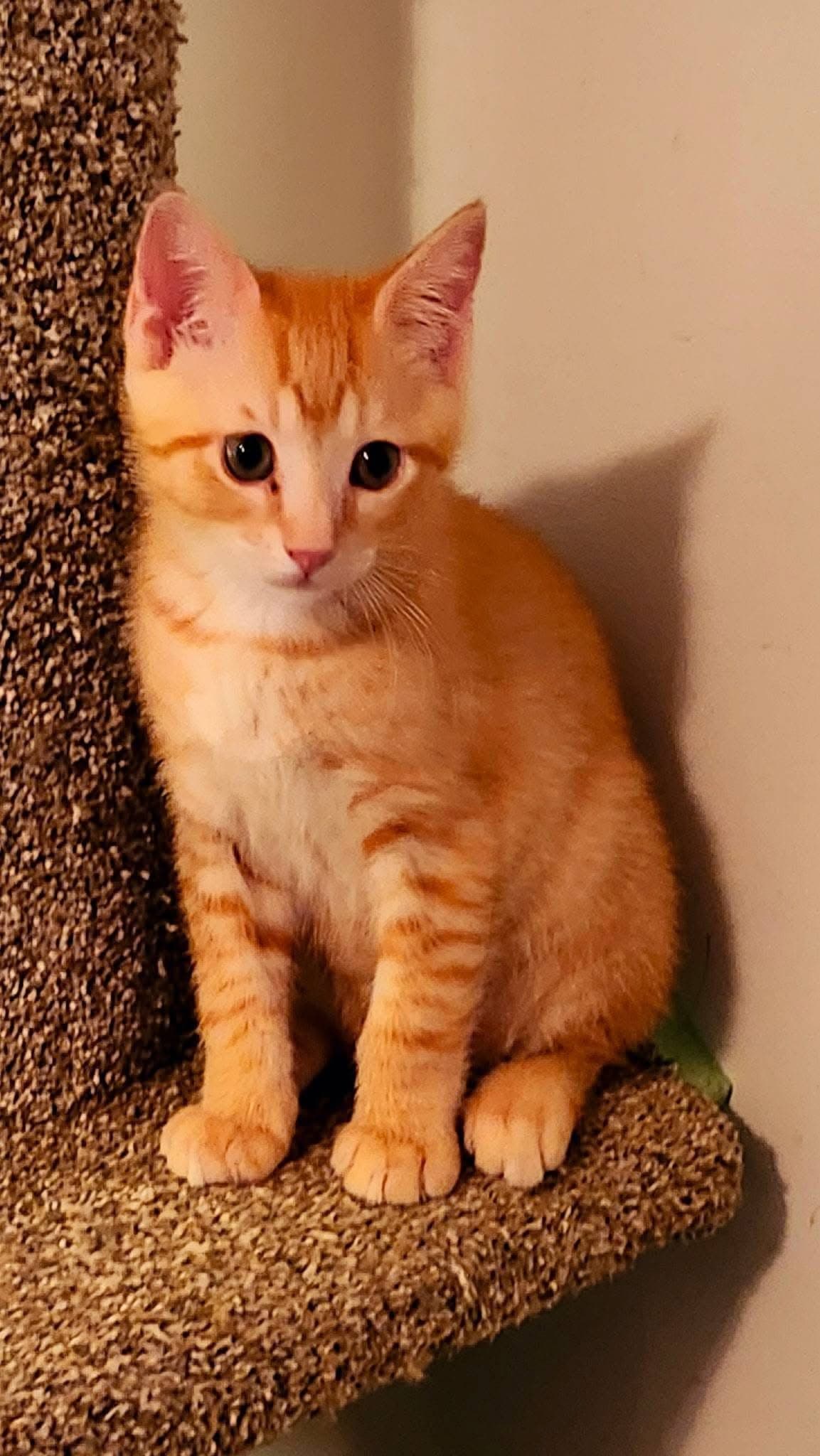 Kamikaze - Domestic Short Hair
