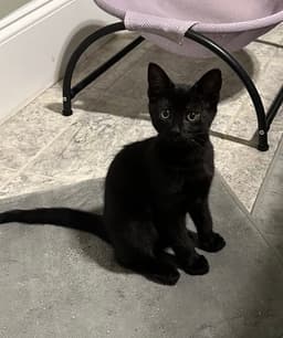 Luna Belle image 1