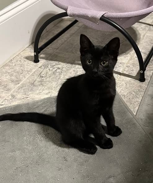 Luna Belle - Domestic Short Hair