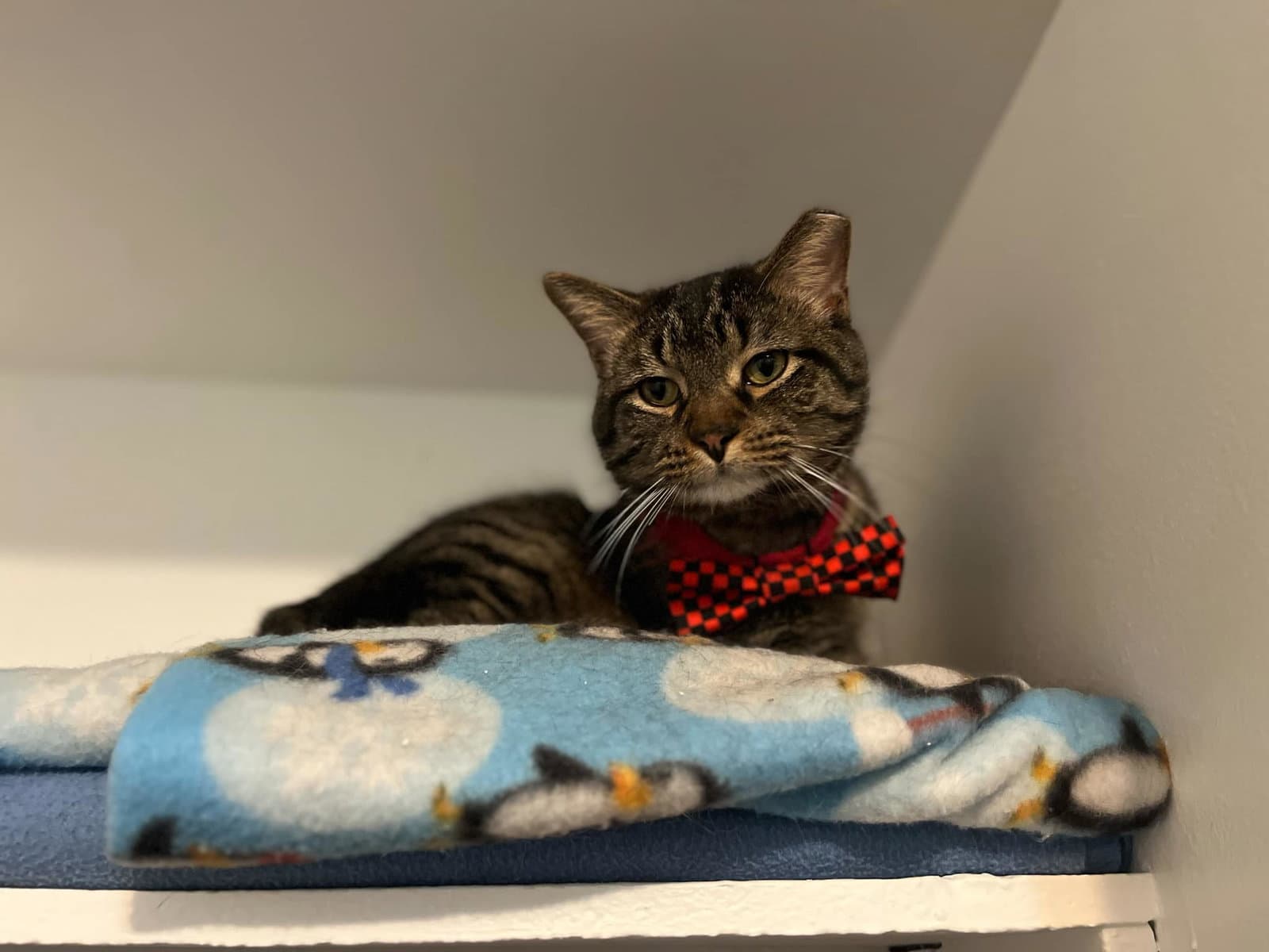Donatello - Domestic Short Hair