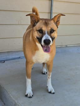 Callie image 1