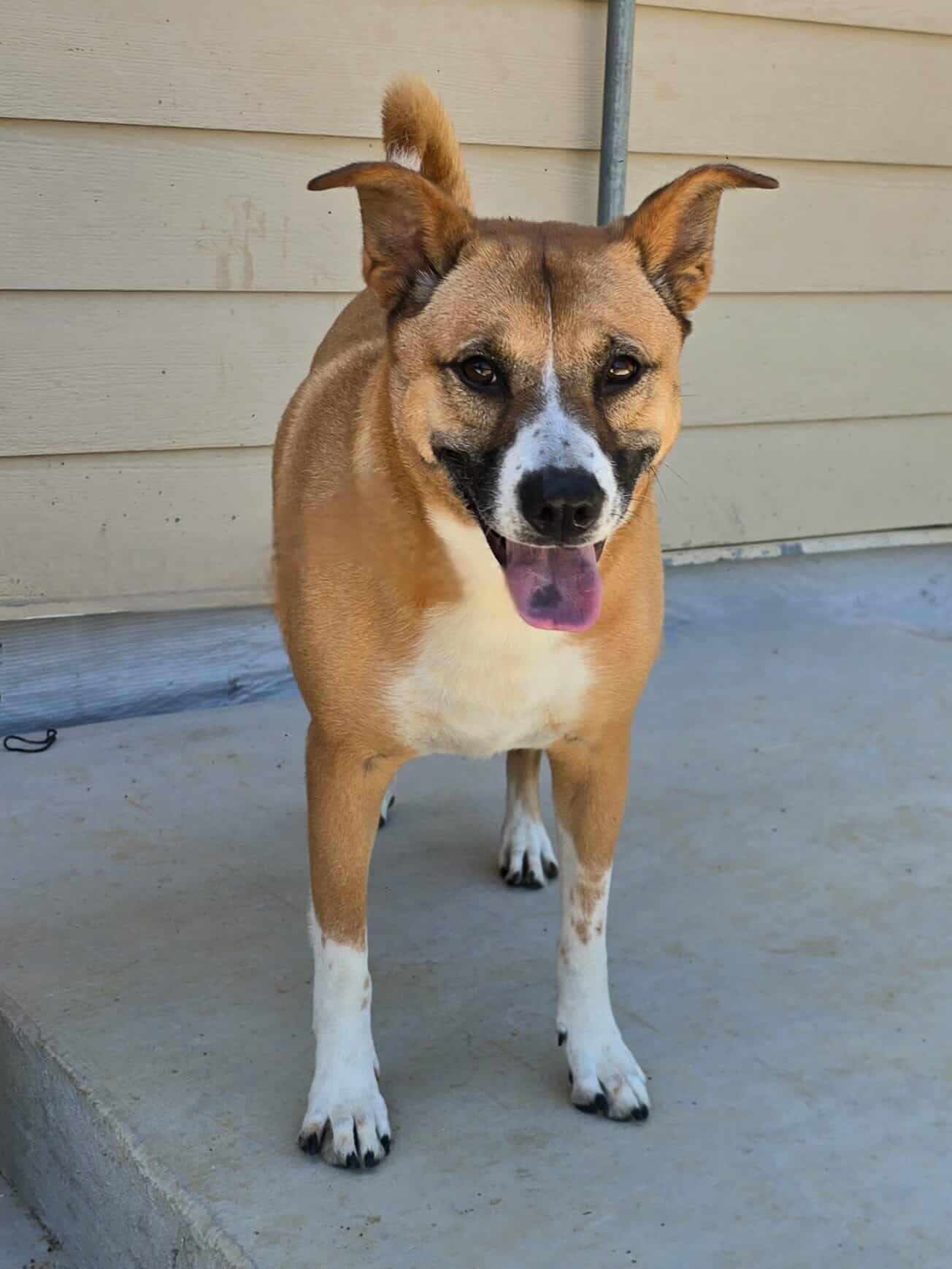 Callie - Shepherd
