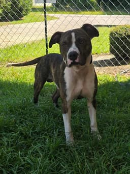 Riley image 2