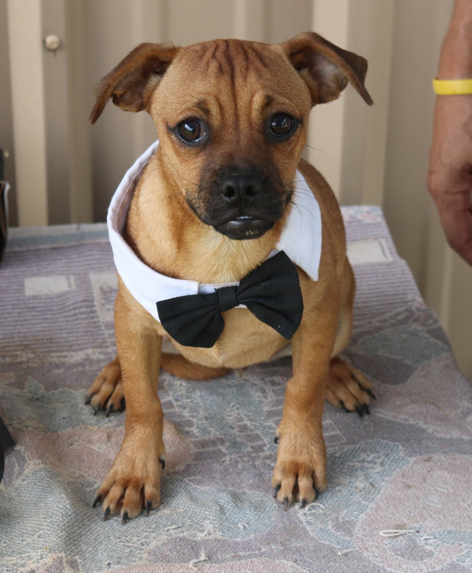 Johnny - Pug