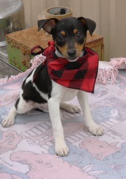 Tucker image 1
