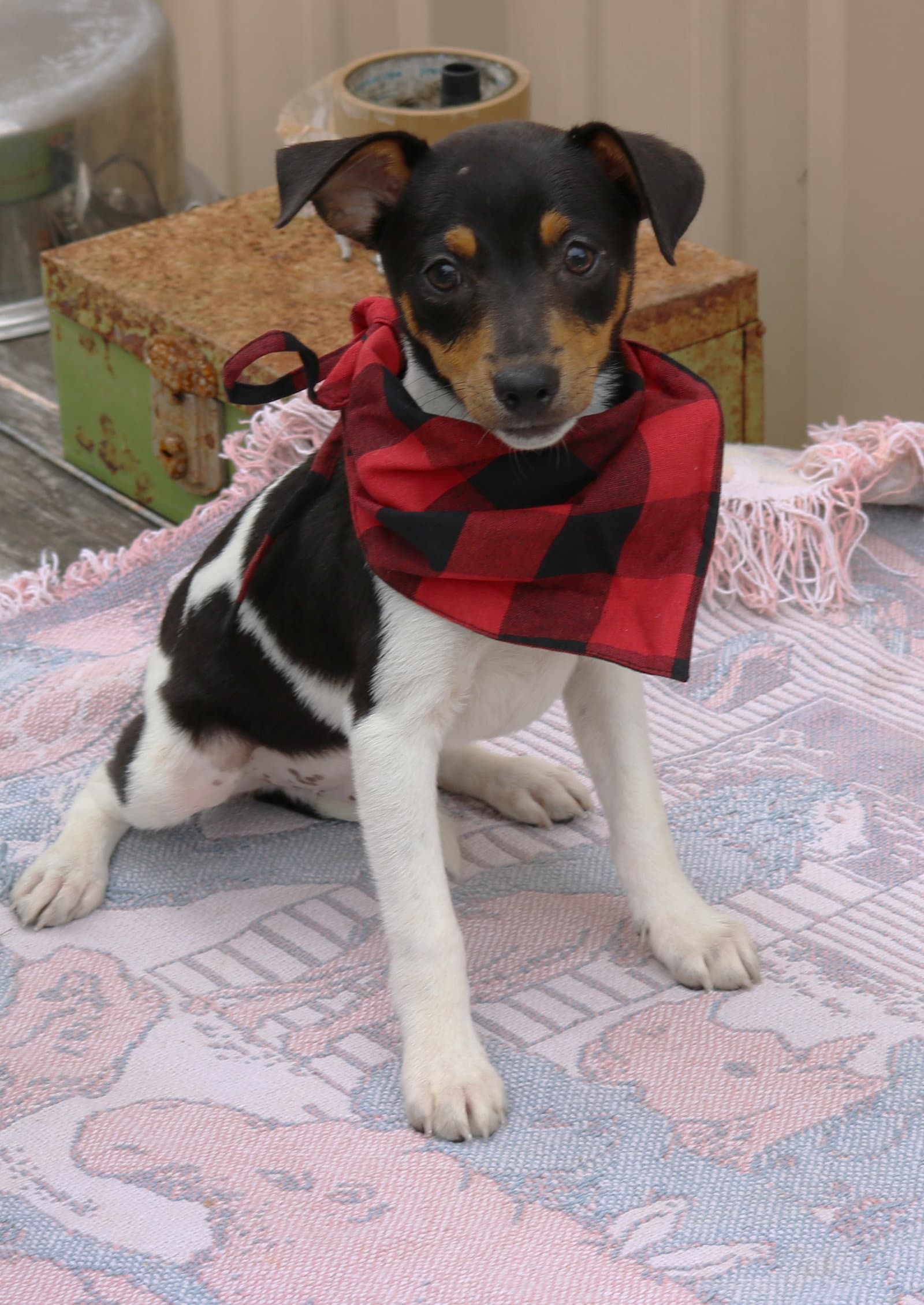 Tucker - Rat Terrier