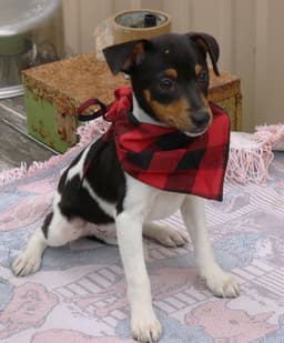 Tucker image 2