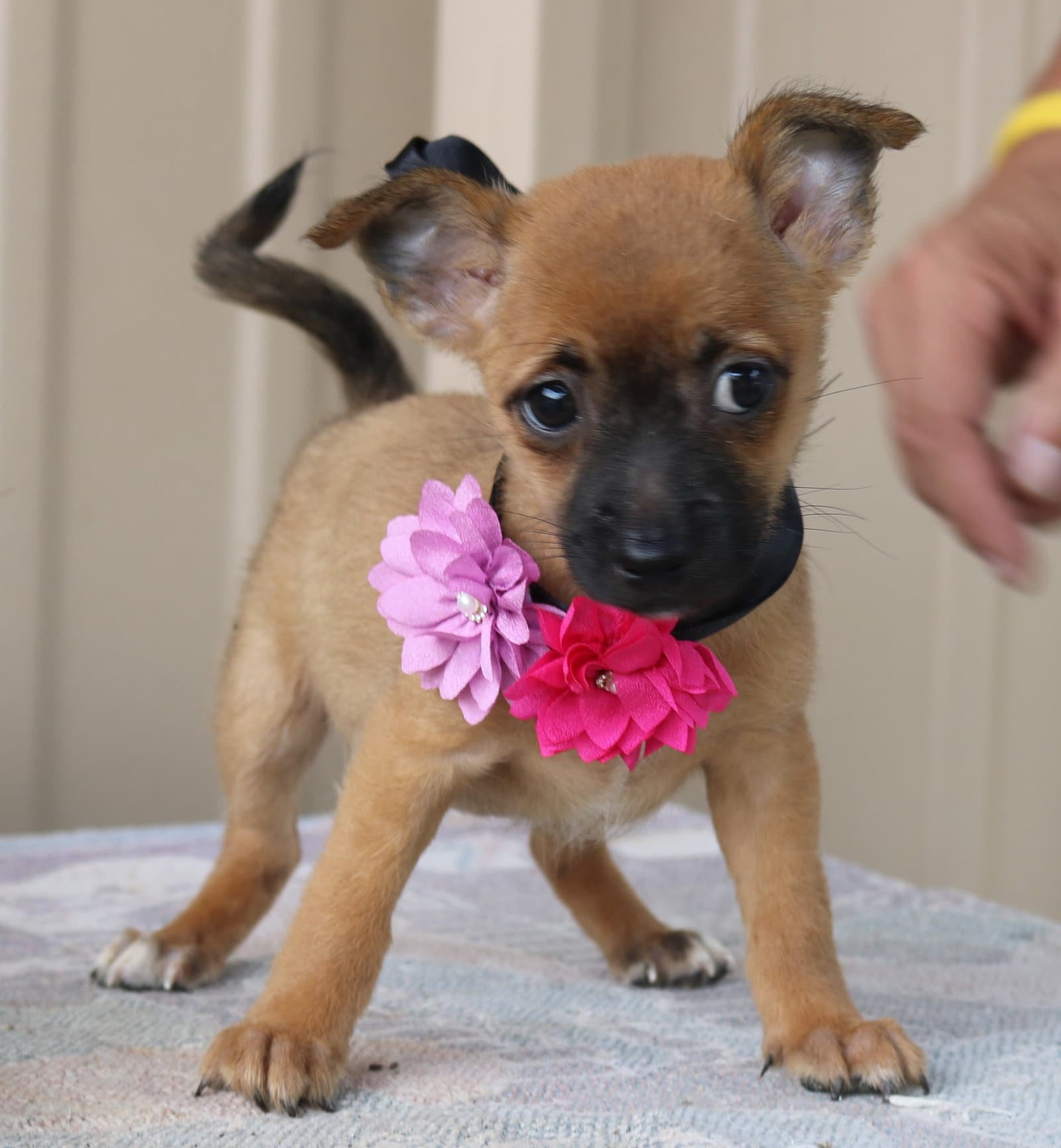 Bitsy - Cairn Terrier
