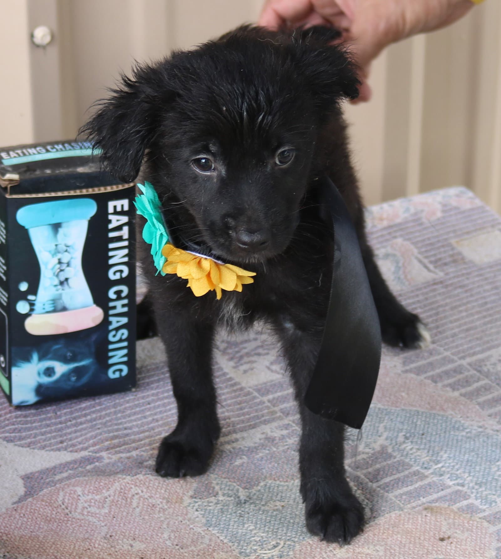 Hannah - Cairn Terrier