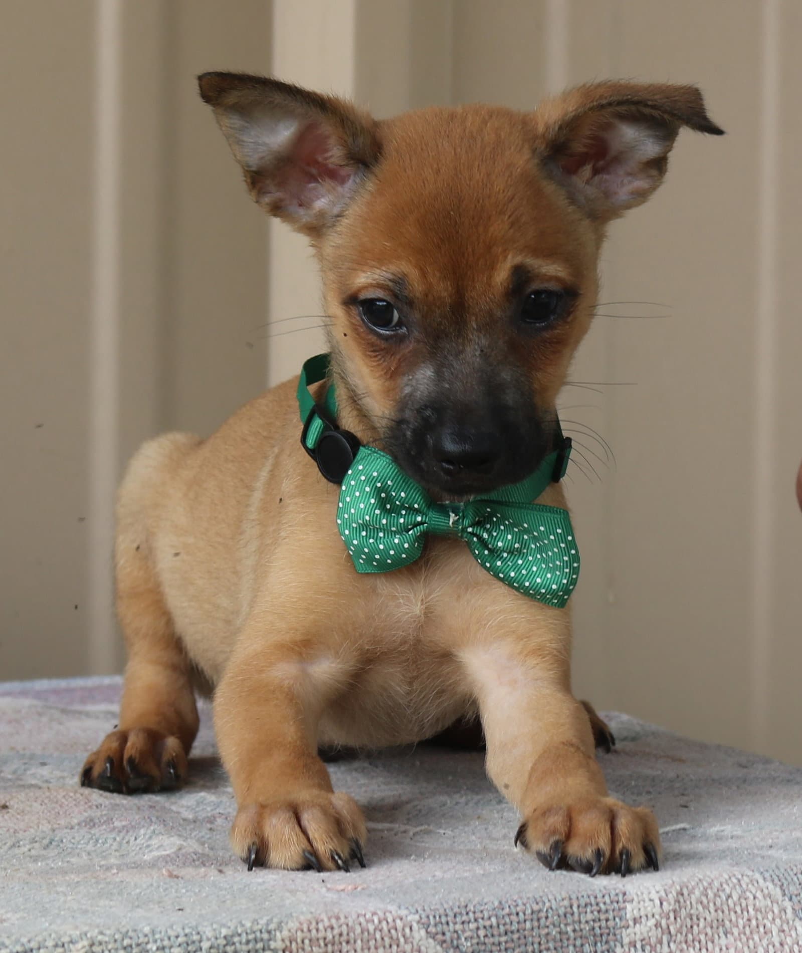 Sean - Cairn Terrier