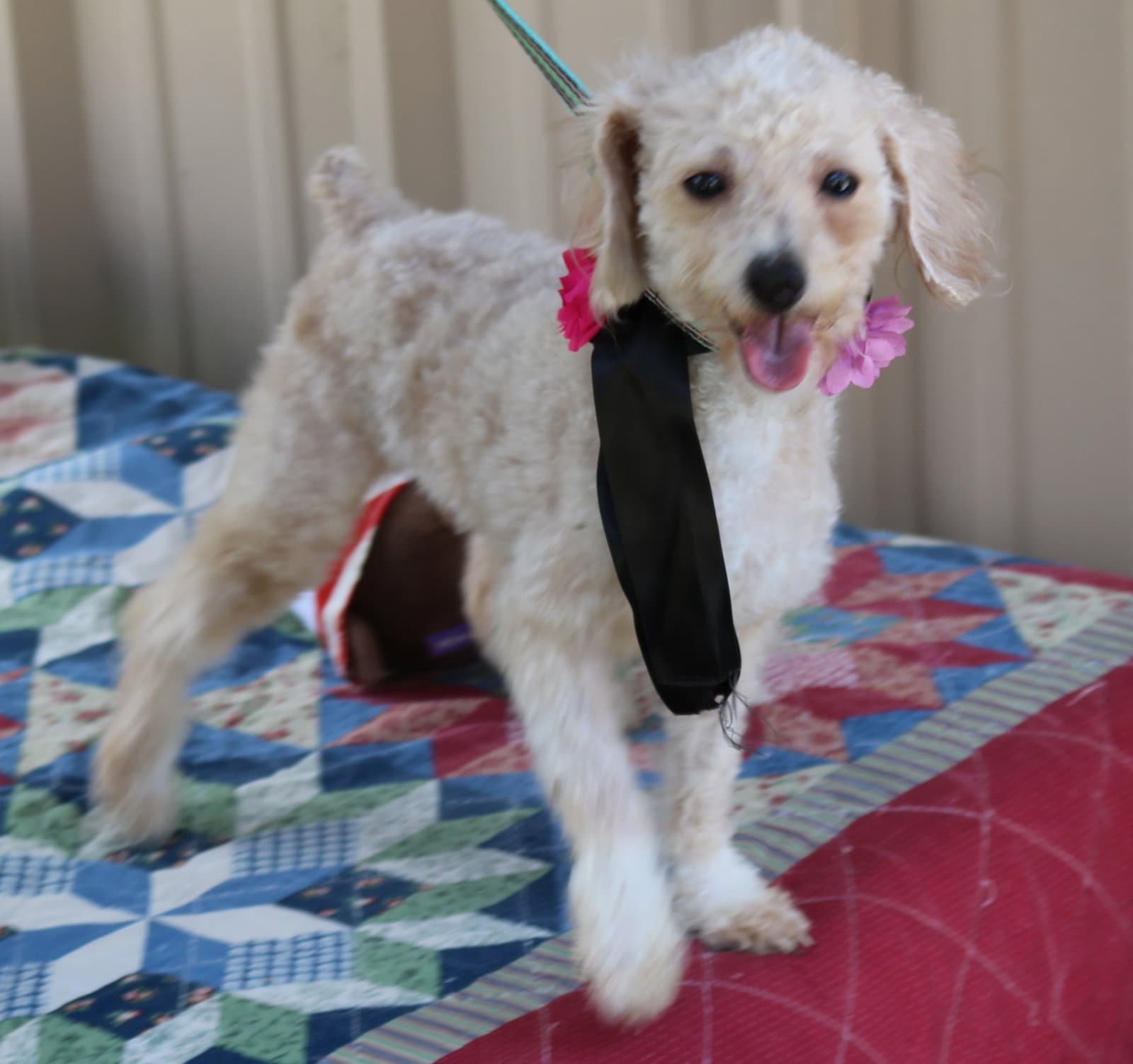 Carmen - Poodle (Miniature)
