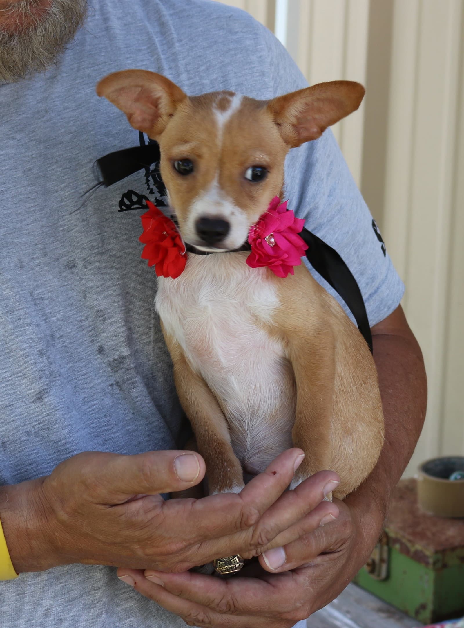 Pebbles - Basenji