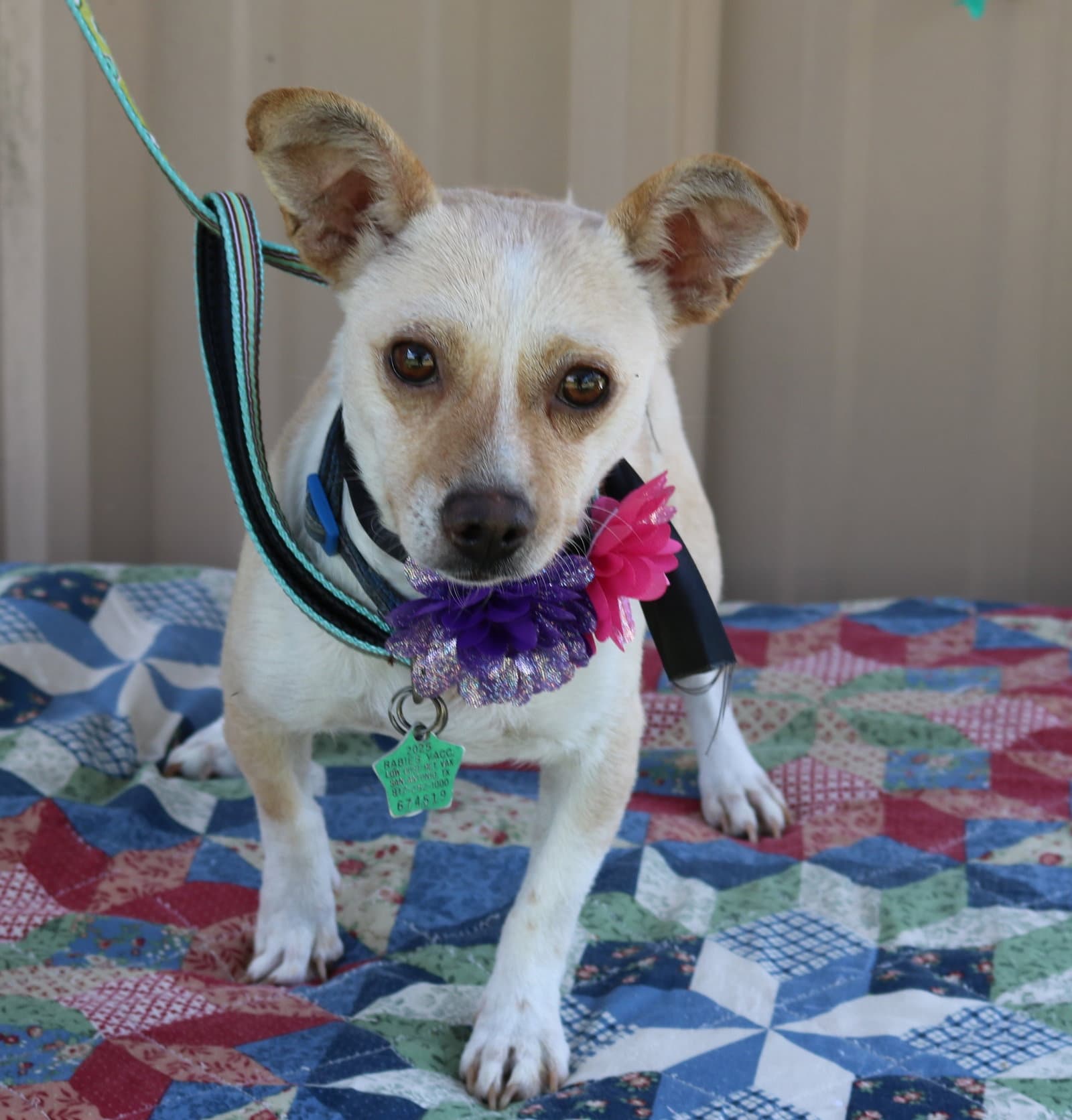 Layla - Chihuahua