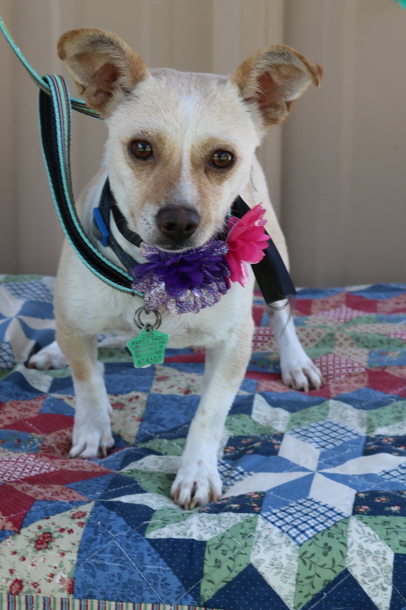 Layla - Chihuahua