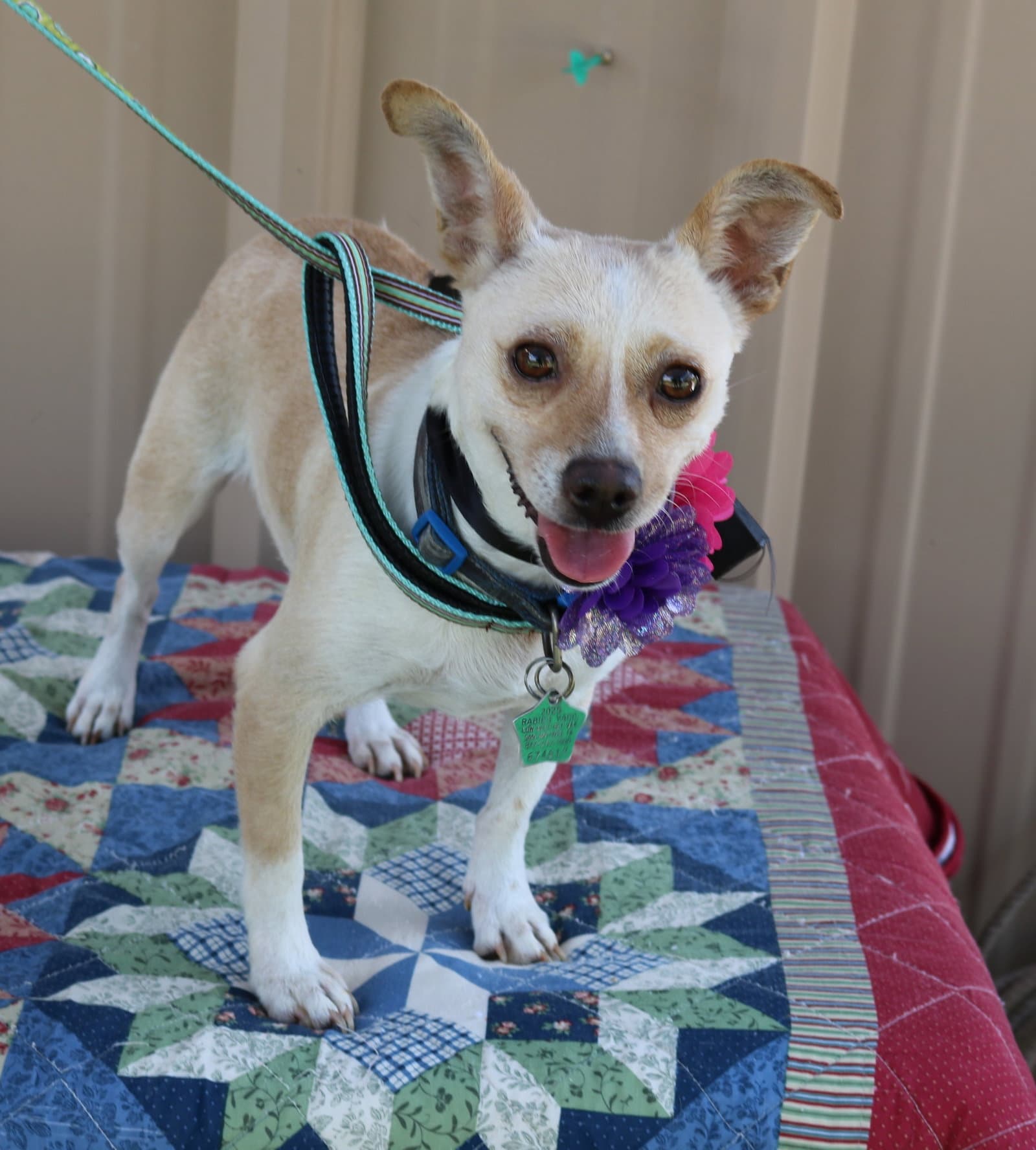 Layla - Chihuahua