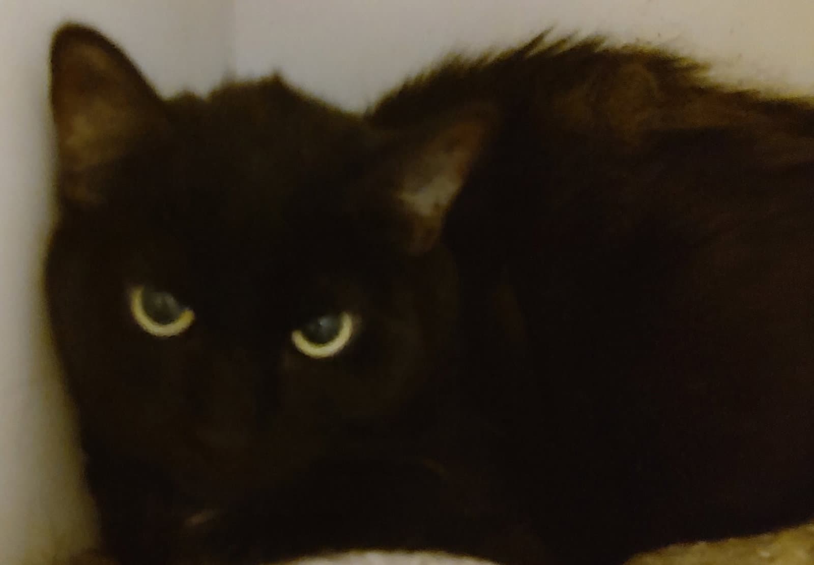 Destiny - Domestic Short Hair