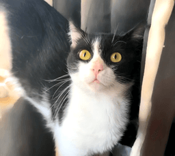 Captain Meow Sparrow Fiv image 1