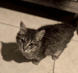 Cookie image 2