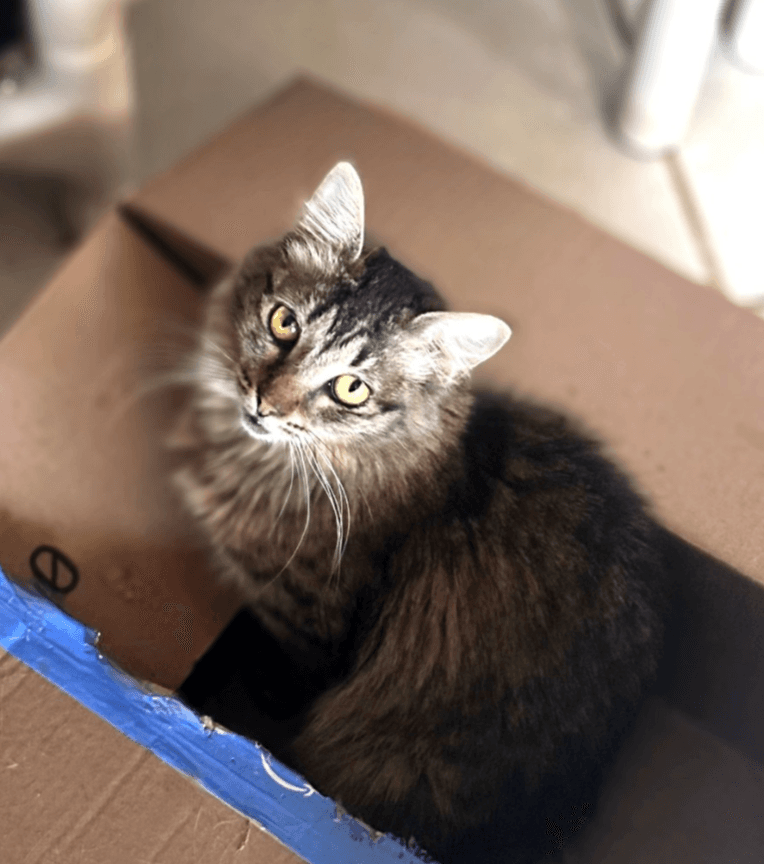 Cookie - Domestic Short Hair