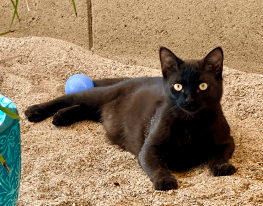 Wolfgang - Domestic Short Hair