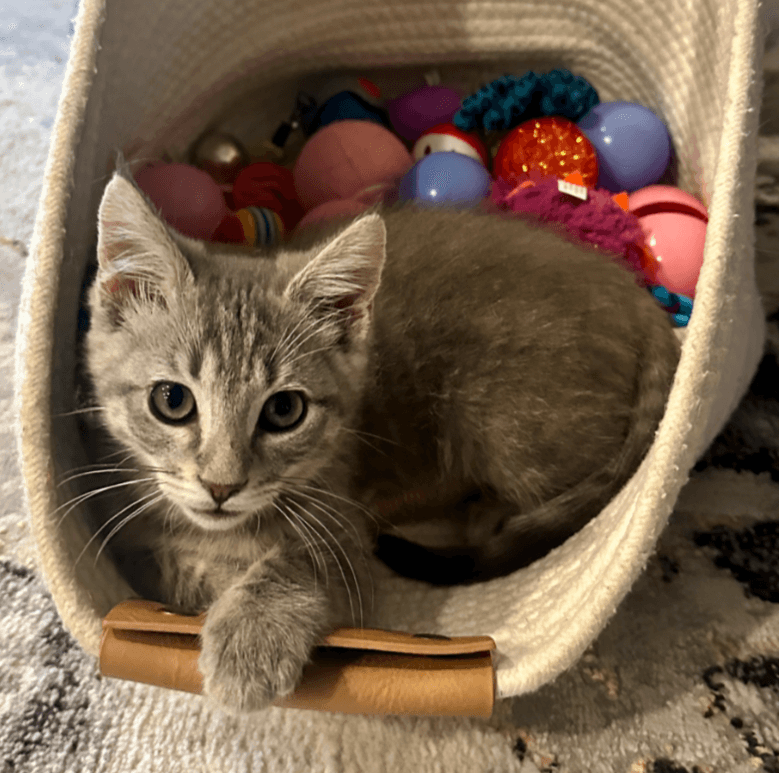 Eddie - Domestic Short Hair